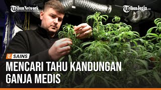 Download lagu FUNGSI DAN KANDUNGAN DALAM GANJA MEDIS mp3 Download lagu FUNGSI DAN KANDUNGAN DALAM GANJA MEDIS mp3