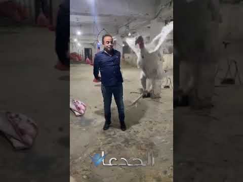 , title : 'شاهد .. أجمل ديك رومي مع الاعلامي محمد غانم'
