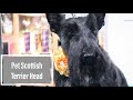 How To Do A Pet Scottie Head With Master Groomer