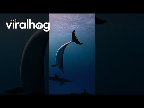 Diver Overjoyed to Meet a Pod of Dolphins || ViralHog