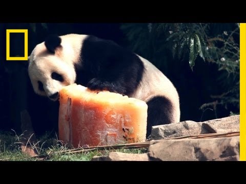 Birthday Cake for Panda | National Geographic