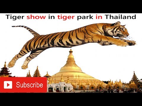 Face to Face with Giant Tigers - Tiger Kingdom, Chiang Mai,Thailand