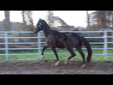 Diamond Big Star Boy - FOR SALE - EM 173cm++ Top-Allrounder DRE + SPR - Duir Ask Ichschi Silverboy