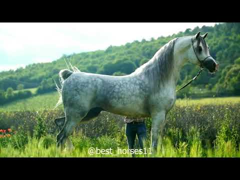 ES Harir , Arabian Horses