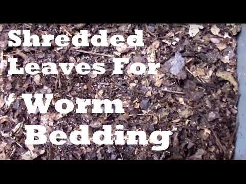Newspaper Strips vs. Shredded Leaves in a New Worm Bin. 3 month update.