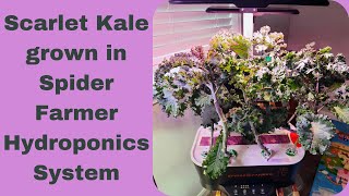Scarlet Kale grown in Spider Farmer Hydroponics System, best leafy greens vegetable