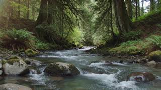 Celtic Miracle 🌊 | Relaxing Celtic Ambient Music for Study & Meditation ⭐