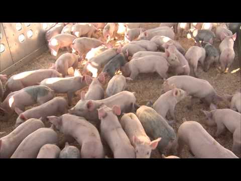 Producing high-quality pig feed