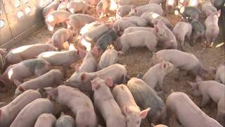 Producing High-Quality Pig Feed