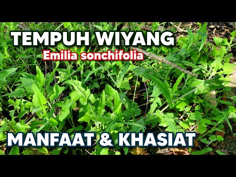 BENEFITS OF EMILIA SONCHIFOLIA FOR HEALTH ‼️ Emilia sonchifolia #tempuhwiyang #Emiliasonchifolia
