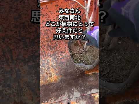 庭や鉢植えで育てられる銀色の葉を持つ観葉植物 – 8品種  庭園