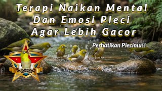 Download lagu TERAPI PLECI RIBUT KOLONI – Booster Mental & Emosi Pleci Macet/Ngeriwik Jadi Gacor! mp3 Download lagu TERAPI PLECI RIBUT KOLONI – Booster Mental & Emosi Pleci Macet/Ngeriwik Jadi Gacor! mp3