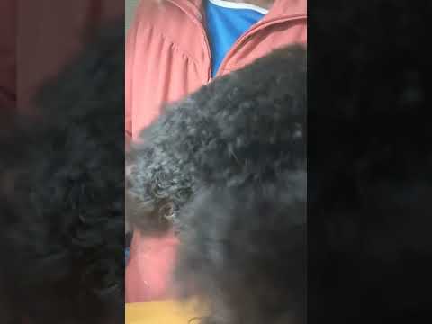 Pudel Haare wachsen ein Leben lang, kein Fellwechsel, aber Bürsten ist jederzeit genauso wichtig