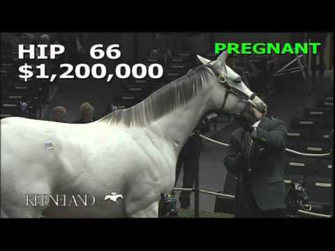 2014 November Breeding Stock Sale: Hip 66 - Egg Drop