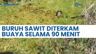 Viral Video Menegangkan Buruh Kebun Sawit Kalimantan Diterkam Buaya ke Sungai, Untung Masih Selamat