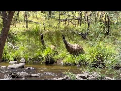 Guarding Emu Watches While Another Drinks | Incredible Australian Wildlife | Pinch River NSW Footage