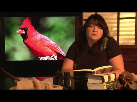 image-Where are Northern Cardinals found?