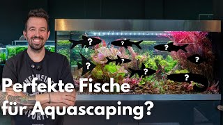 Die perfekten Fische für Aquascaping?