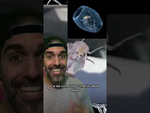 Do you know SALPA? | Pidobiology