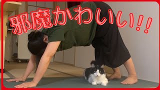 ヨガの邪魔をする猫