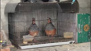 Download lagu suara puyuh gonggong jantan dan betina mp3