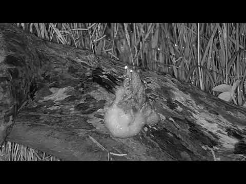 Djuma: Frogs building another foam nest - 04:14 - 01/28/21