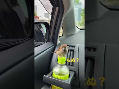 野生のスズメを飼いならす方法 ルアー バルコニー 庭の食事のヒント シャモア ハントレス シャッターストック