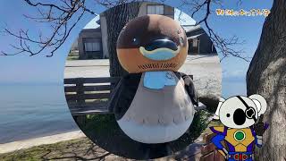 2026/4/6放送・知ったかぶりカイツブリにゅーす