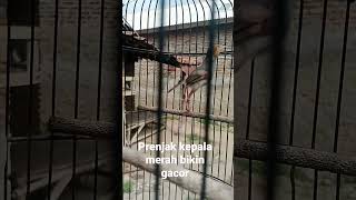 Download lagu pancingan prenjak kepala merah biar emosi mp3 Download lagu pancingan prenjak kepala merah biar emosi mp3