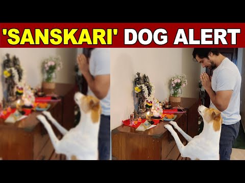 Randeep Hooda shares a glimpse of his 'sanskari' pet dog