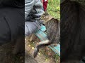 Gray Tabby Cat Asks For Food Cat Meows