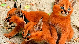 5 ОЧЕНЬ РЕДКИХ И НЕОБЫЧНЫХ ПОРОД КОШЕК