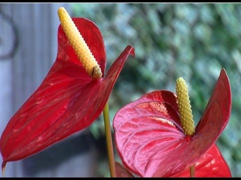 comment soigner dracaena