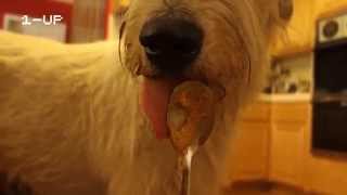 New Video Game: Peanut Butter Spoon Irish Wolfhounds