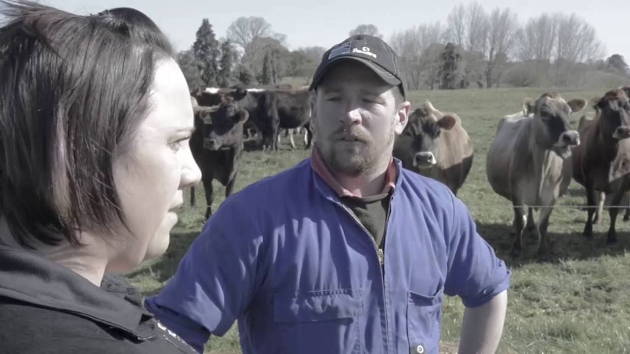 Milk Fever & Mating - Mid October 2016