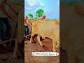 Khedut Sacho Jadugar Farmer Khedut Magic Kheti Vadi Status