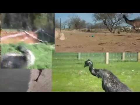 This Emu Is Dancing (OFFICIAL VIDEO) - Petarlo