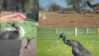 This Emu Is Dancing (OFFICIAL VIDEO) - Petarlo