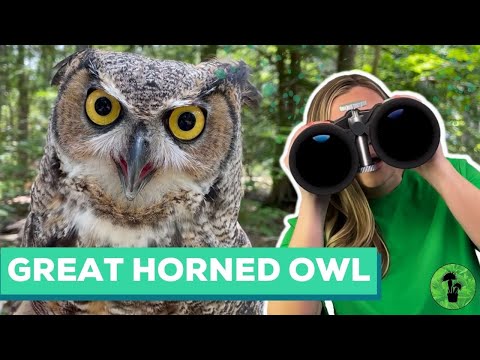 Great Horned Owl Facts | Owl Food Chain Project