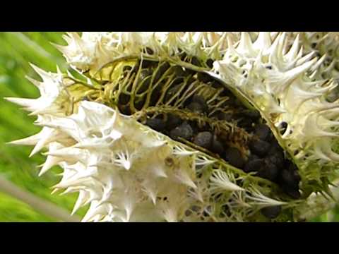 download lagu mp3 mp4 Piggeple, download mp3 Piggeple free download mp3, download mp3 Piggeple