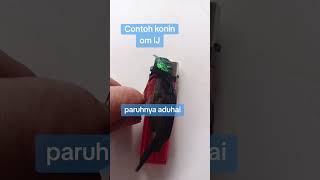 Download lagu contoh konin natuna #konin #kolibrininja #koninnatuna #kicaumania #animation #burung mp3 Download lagu contoh konin natuna #konin #kolibrininja #koninnatuna #kicaumania #animation #burung mp3