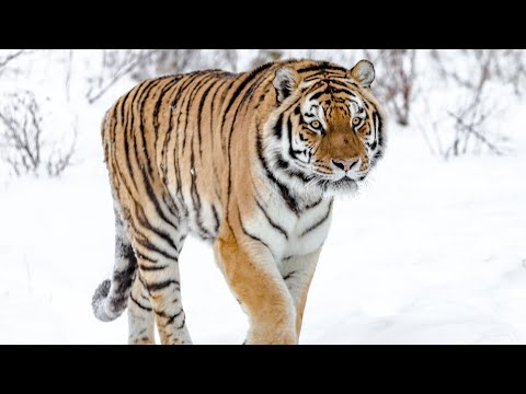 Big Five Asien - Der Amurtiger (Doku arte)