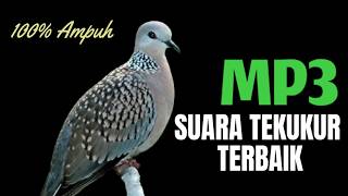 Download lagu Suara Burung Derkuku Gacor Sangat Ampuh Untuk Pancingan Dan Pikat Tekukur Liar mp3