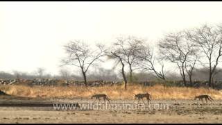 Wolf in Velavadar National Park