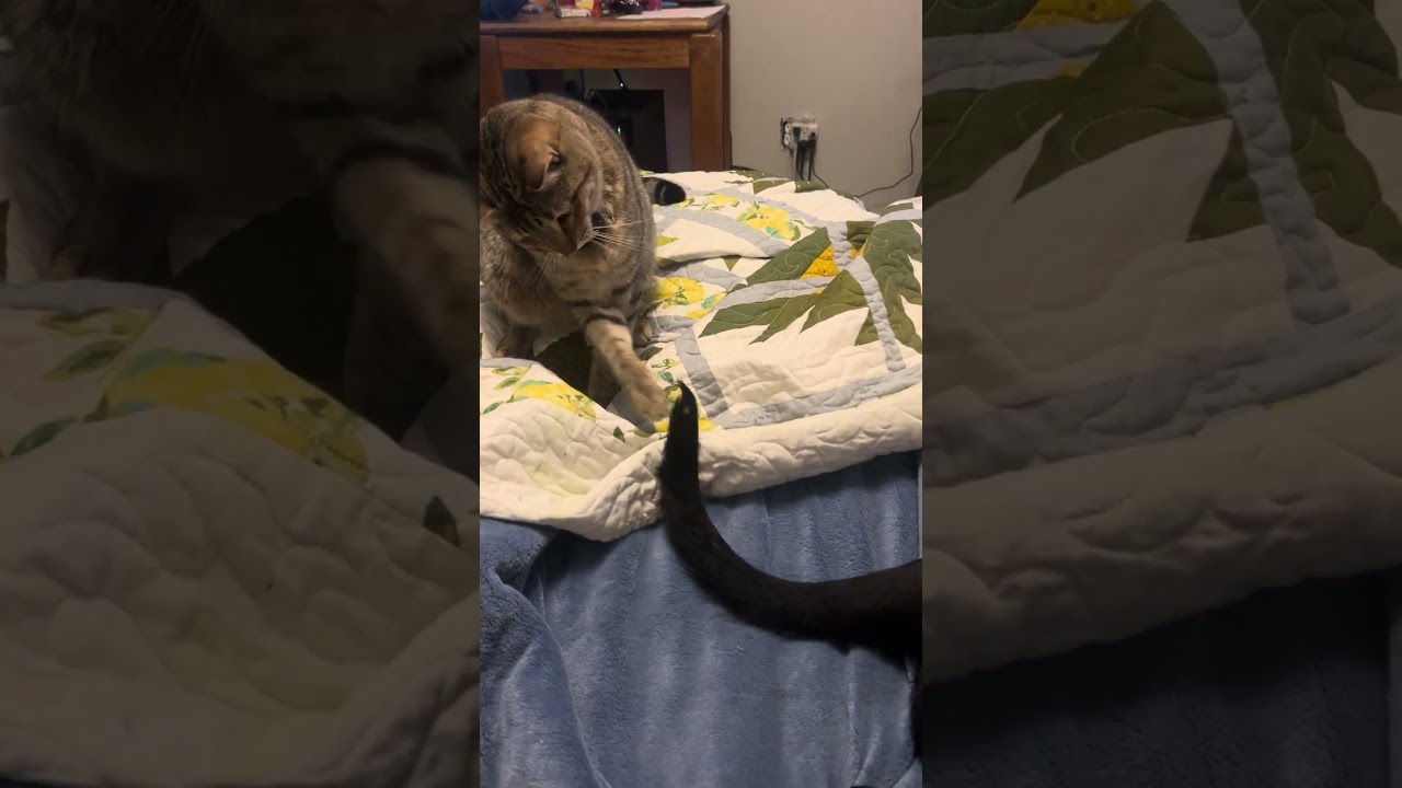 Enlarge Winx, a ADOPTABLE mixed breed in Gilbert, AZ video 6/6