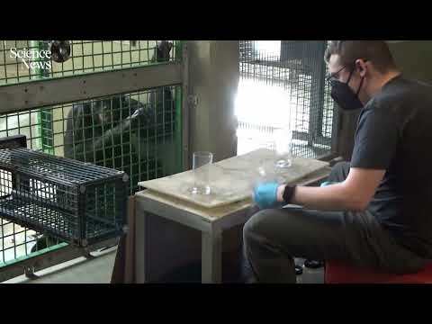 Watch this bonobo play pretend | Science News