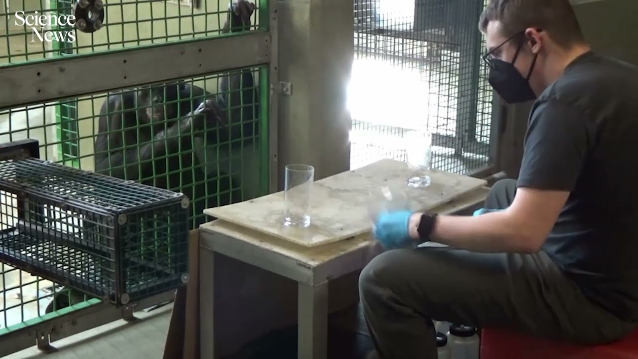 ボノボのカンジがふりのジュースを追跡する実験の映像