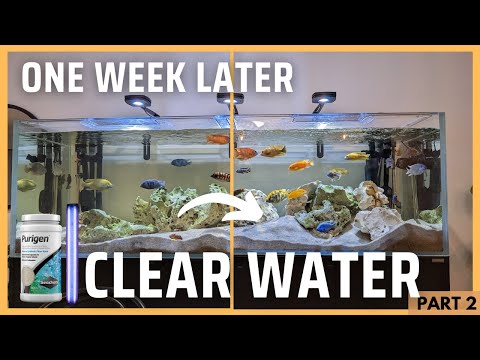 CLEAR water in my African Cichlid tank: Results of UVC and Purigen (Part 2)