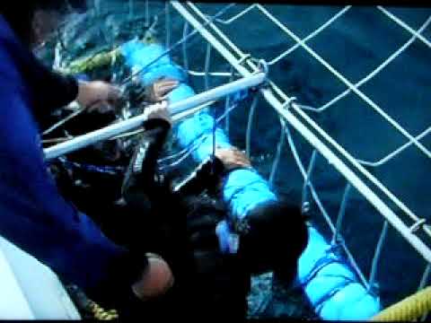 Video thumbnail — White Shark Diving — 10 Minutes of It — South Africa