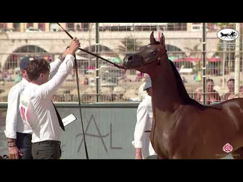 N 90 JS TROY   Mediterranean and Arab Countries AHC   Menton 2022   Yearling Colts Class 6B